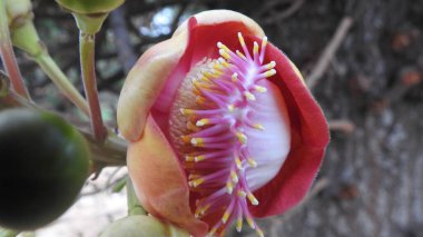 Beyaz Sarı Yıldız Merkezi izole edilmiş Mavi Çiçek. Yeşil yapraklı mor bezelye çiçeği. Mor ve pembe kır çiçekleri, renkli yabani çayırlarda üç kırmızı kır çiçeğini kapatıyorlar. Arıların güzel tarlada oturduğu yakın çekim. 