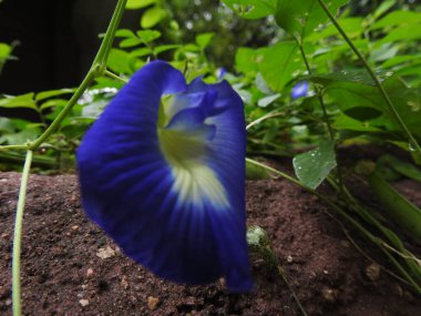 Beyaz Sarı Yıldız Merkezi izole edilmiş Mavi Çiçek. Yeşil yapraklı mor bezelye çiçeği. Mor ve pembe kır çiçekleri, renkli yabani çayırlarda üç kırmızı kır çiçeğini kapatıyorlar. Arıların güzel tarlada oturduğu yakın çekim. 