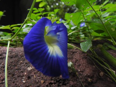 Beyaz Sarı Yıldız Merkezi izole edilmiş Mavi Çiçek. Yeşil yapraklı mor bezelye çiçeği. Mor ve pembe kır çiçekleri, renkli yabani çayırlarda üç kırmızı kır çiçeğini kapatıyorlar. Arıların güzel tarlada oturduğu yakın çekim. 