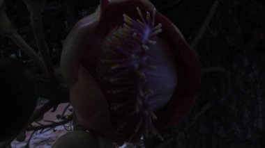 Mor ve pembe kır çiçekleri, parlak kırmızı yabani çiçekleri renkli çayırlarda kapatıyorlar. Arıların güzel beyaz tarla çiçeklerinde oturduğu yakın plan çekimler. Çiçekler çok güzel. Yaz çiçekleri. Mavi Kelebek Çiçeği ya da Mavi Bezelye