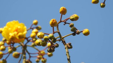 Mor ve pembe kır çiçekleri, parlak kırmızı yabani çiçekleri renkli çayırlarda kapatıyorlar. Arıların güzel beyaz tarla çiçeklerinde oturduğu yakın plan çekimler. Çiçekler çok güzel. Yaz çiçekleri. Mavi Kelebek Çiçeği ya da Mavi Bezelye