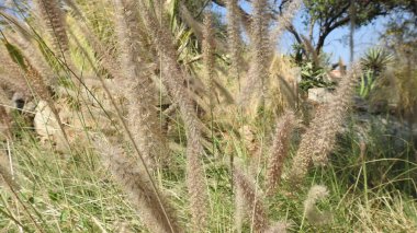 Mor ve pembe kır çiçekleri, parlak kırmızı yabani çiçekleri renkli çayırlarda kapatıyorlar. Arıların güzel beyaz tarla çiçeklerinde oturduğu yakın plan çekimler. Çiçekler çok güzel. Yaz çiçekleri. Mavi Kelebek Çiçeği ya da Mavi Bezelye