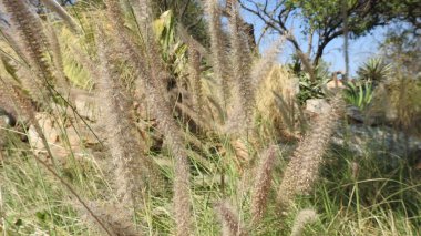 Mor ve pembe kır çiçekleri, parlak kırmızı yabani çiçekleri renkli çayırlarda kapatıyorlar. Arıların güzel beyaz tarla çiçeklerinde oturduğu yakın plan çekimler. Çiçekler çok güzel. Yaz çiçekleri. Mavi Kelebek Çiçeği ya da Mavi Bezelye