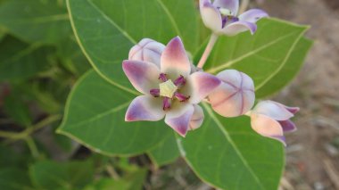 Mor ve pembe kır çiçekleri, parlak kırmızı yabani çiçekleri renkli çayırlarda kapatıyorlar. Arıların güzel beyaz tarla çiçeklerinde oturduğu yakın plan çekimler. Çiçekler çok güzel. Yaz çiçekleri. Mavi Kelebek Çiçeği ya da Mavi Bezelye