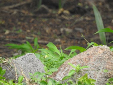 Mor ve pembe kır çiçekleri, parlak kırmızı yabani çiçekleri renkli çayırlarda kapatıyorlar. Arıların güzel beyaz tarla çiçeklerinde oturduğu yakın plan çekimler. Çiçekler çok güzel. Yaz çiçekleri. Mavi Kelebek Çiçeği ya da Mavi Bezelye