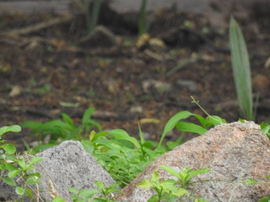 Mor ve pembe kır çiçekleri, parlak kırmızı yabani çiçekleri renkli çayırlarda kapatıyorlar. Arıların güzel beyaz tarla çiçeklerinde oturduğu yakın plan çekimler. Çiçekler çok güzel. Yaz çiçekleri. Mavi Kelebek Çiçeği ya da Mavi Bezelye