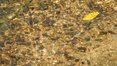 Mor ve pembe kır çiçekleri, renkli yabani çayırlarda üç kırmızı kır çiçeğini kapatıyorlar. Arıların güzel beyaz tarla çiçeklerinde oturduğu yakın plan çekimler. Çiçekler çok güzel. Yaz çiçekli manzara; güzel yaz lavantası 