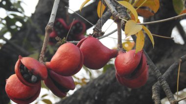 Mor ve pembe kır çiçekleri, renkli yabani çayırlarda üç kırmızı kır çiçeğini kapatıyorlar. Arıların güzel beyaz tarla çiçeklerinde oturduğu yakın plan çekimler. Çiçekler çok güzel. Yaz çiçekli manzara; güzel yaz lavantası 