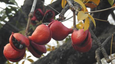 Mor ve pembe kır çiçekleri, renkli yabani çayırlarda üç kırmızı kır çiçeğini kapatıyorlar. Arıların güzel beyaz tarla çiçeklerinde oturduğu yakın plan çekimler. Çiçekler çok güzel. Yaz çiçekli manzara; güzel yaz lavantası 