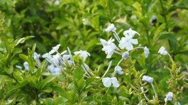 Mor ve pembe kır çiçekleri, renkli yabani çayırlarda üç kırmızı kır çiçeğini kapatıyorlar. Arıların güzel beyaz tarla çiçeklerinde oturduğu yakın plan çekimler. Çiçekler çok güzel. Yaz çiçekli manzara; güzel yaz lavantası 