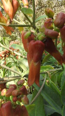 Mor ve pembe kır çiçekleri, renkli yabani çayırlarda üç kırmızı kır çiçeğini kapatıyorlar. Arıların güzel beyaz tarla çiçeklerinde oturduğu yakın plan çekimler. Çiçekler çok güzel. Yaz çiçekli manzara; güzel yaz lavantası 