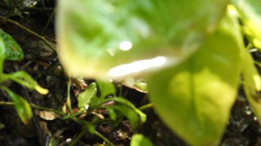 Mor ve pembe kır çiçekleri, renkli yabani çayırlarda üç kırmızı kır çiçeğini kapatıyorlar. Arıların güzel beyaz tarla çiçeklerinde oturduğu yakın plan çekimler. Çiçekler çok güzel. Yaz çiçekli manzara; güzel yaz lavantası 