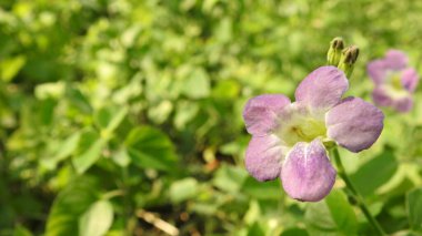 Mor ve pembe kır çiçekleri, renkli yabani çayırlarda üç kırmızı kır çiçeğini kapatıyorlar. Arıların güzel beyaz tarla çiçeklerinde oturduğu yakın plan çekimler. Çiçekler çok güzel. Yaz çiçekli manzara; güzel yaz lavantası 