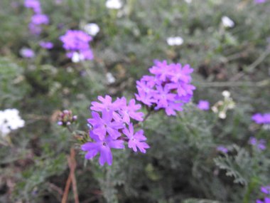 Yaban çiçekleri yaz ya da sonbahar doğa arka planında yetişir. Yeşil arka planda izole edilmiş bir bahar otları ve yabani çiçekler. Bahçe işleri, yazın yeşil alan. Yabani çiçekler, çiçek açan mavi şişeler, gelincikler ve diğer kır çiçekleri.