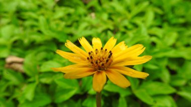 Yaban çiçekleri yaz ya da sonbahar doğa arka planında yetişir. Yeşil arka planda izole edilmiş bir bahar otları ve yabani çiçekler. Bahçe işleri, yazın yeşil alan. Yabani çiçekler, çiçek açan mavi şişeler, gelincikler ve diğer kır çiçekleri.