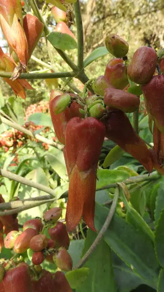 Mor ve pembe kır çiçekleri, renkli yabani çayırlarda üç kırmızı kır çiçeğini kapatıyorlar. Arıların güzel beyaz tarla çiçeklerinde oturduğu yakın plan çekimler. Çiçekler çok güzel. Yaz çiçekli manzara; güzel yaz lavantası 