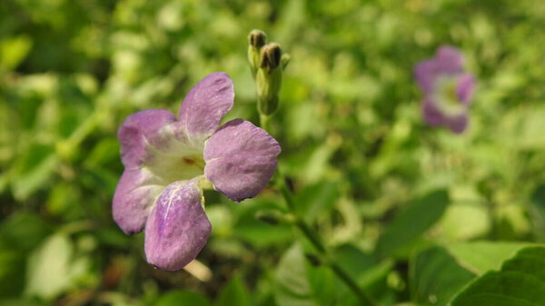 Purple and pink wildflowers, Close up of three bright red wild flowers in colorful wild flower meadow. Close-up shot of bees sitting on beautiful white field flowers. Beautiful blooming flowers. Summer floral landscape; beautiful summer lavender 