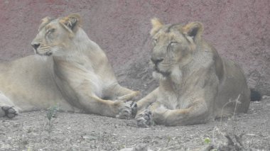 Aslan (Panterler aslanı), bir ağacın üzerindeki dişi aslan, Manyara, Tanzanya, Afrika. Aslan Çimende Dinleniyor. Yetişkin aslan oturuyor ve arka planda iki dişi aslan var. Dişi aslan (Panthera) ve yavruları Ngorongoro Krateri, Tanzanya, Afrika. Dişi aslan ve yavru aslanı.