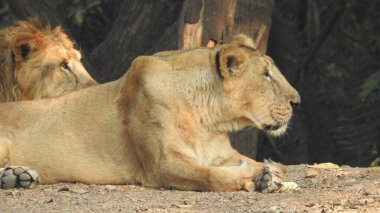 Aslan (Panterler aslanı), bir ağacın üzerindeki dişi aslan, Manyara, Tanzanya, Afrika. Aslan Çimende Dinleniyor. Yetişkin aslan oturuyor ve arka planda iki dişi aslan var. Dişi aslan (Panthera) ve yavruları Ngorongoro Krateri, Tanzanya, Afrika. Dişi aslan ve yavru aslanı.