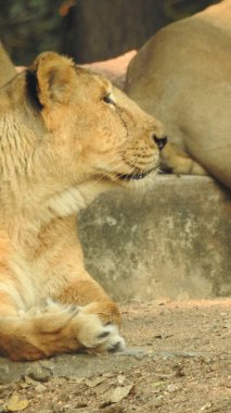 Aslan (Panterler aslanı), bir ağacın üzerindeki dişi aslan, Manyara, Tanzanya, Afrika. Aslan Çimende Dinleniyor. Yetişkin aslan oturuyor ve arka planda iki dişi aslan var. Dişi aslan (Panthera) ve yavruları Ngorongoro Krateri, Tanzanya, Afrika. Dişi aslan ve yavru aslanı.