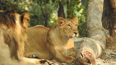 Aslan (Panterler aslanı), bir ağacın üzerindeki dişi aslan, Manyara, Tanzanya, Afrika. Aslan Çimende Dinleniyor. Yetişkin aslan oturuyor ve arka planda iki dişi aslan var. Dişi aslan (Panthera) ve yavruları Ngorongoro Krateri, Tanzanya, Afrika. Dişi aslan ve yavru aslanı.