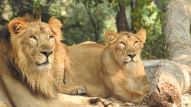 Aslan (Panterler aslanı), bir ağacın üzerindeki dişi aslan, Manyara, Tanzanya, Afrika. Aslan Çimende Dinleniyor. Yetişkin aslan oturuyor ve arka planda iki dişi aslan var. Dişi aslan (Panthera) ve yavruları Ngorongoro Krateri, Tanzanya, Afrika. Dişi aslan ve yavru aslanı.