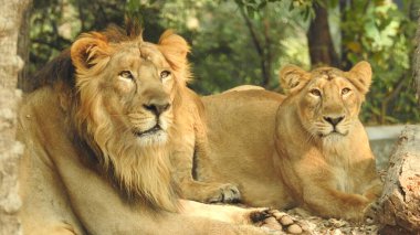 Aslan (Panterler aslanı), bir ağacın üzerindeki dişi aslan, Manyara, Tanzanya, Afrika. Aslan Çimende Dinleniyor. Yetişkin aslan oturuyor ve arka planda iki dişi aslan var. Dişi aslan (Panthera) ve yavruları Ngorongoro Krateri, Tanzanya, Afrika. Dişi aslan ve yavru aslanı.