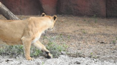 Aslan (Panterler aslanı), bir ağacın üzerindeki dişi aslan, Manyara, Tanzanya, Afrika. Aslan Çimende Dinleniyor. Yetişkin aslan oturuyor ve arka planda iki dişi aslan var. Dişi aslan (Panthera) ve yavruları Ngorongoro Krateri, Tanzanya, Afrika. Dişi aslan ve yavru aslanı.