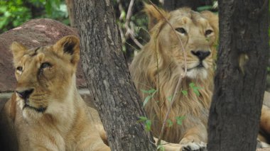 Aslan (Panterler aslanı), bir ağacın üzerindeki dişi aslan, Manyara, Tanzanya, Afrika. Aslan Çimende Dinleniyor. Yetişkin aslan oturuyor ve arka planda iki dişi aslan var. Dişi aslan (Panthera) ve yavruları Ngorongoro Krateri, Tanzanya, Afrika. Dişi aslan ve yavru aslanı.