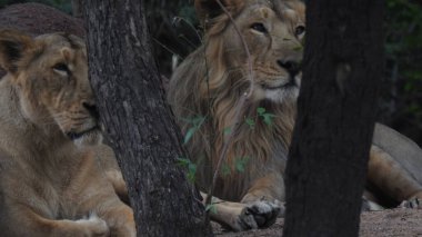 Aslan (Panterler aslanı), bir ağacın üzerindeki dişi aslan, Manyara, Tanzanya, Afrika. Aslan Çimende Dinleniyor. Yetişkin aslan oturuyor ve arka planda iki dişi aslan var. Dişi aslan (Panthera) ve yavruları Ngorongoro Krateri, Tanzanya, Afrika. Dişi aslan ve yavru aslanı.