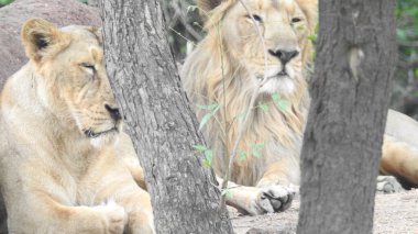 Aslan (Panterler aslanı), bir ağacın üzerindeki dişi aslan, Manyara, Tanzanya, Afrika. Aslan Çimende Dinleniyor. Yetişkin aslan oturuyor ve arka planda iki dişi aslan var. Dişi aslan (Panthera) ve yavruları Ngorongoro Krateri, Tanzanya, Afrika. Dişi aslan ve yavru aslanı.