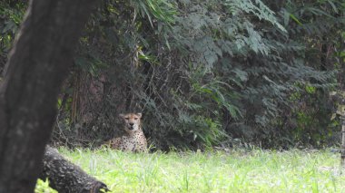 Taze kesilmiş ağaç kütükleri. Yakacak odunun resimli bir bileşimi. Bitkilerle çevrili kırık bir bagajın içinde ve arka planda bir orman var. Almanya 'nın Harz dağlarında tahta keresteler istiflenmiş. Ormanlı ahşap kütükler.