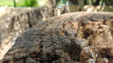 Taze kesilmiş ağaç kütükleri. Yakacak odunun resimli bir bileşimi. Bitkilerle çevrili kırık bir bagajın içinde ve arka planda bir orman var. Almanya 'nın Harz dağlarında tahta keresteler istiflenmiş. Ormanlı ahşap kütükler.