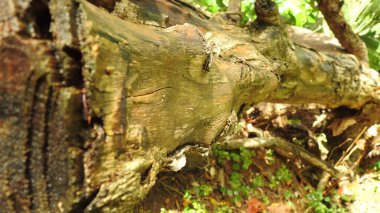 Taze kesilmiş ağaç kütükleri. Yakacak odunun resimli bir bileşimi. Bitkilerle çevrili kırık bir bagajın içinde ve arka planda bir orman var. Almanya 'nın Harz dağlarında tahta keresteler istiflenmiş. Ormanlı ahşap kütükler.