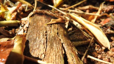 Taze kesilmiş ağaç kütükleri. Yakacak odunun resimli bir bileşimi. Bitkilerle çevrili kırık bir bagajın içinde ve arka planda bir orman var. Almanya 'nın Harz dağlarında tahta keresteler istiflenmiş. Ormanlı ahşap kütükler.