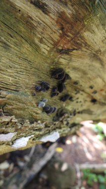 Taze kesilmiş ağaç kütükleri. Yakacak odunun resimli bir bileşimi. Bitkilerle çevrili kırık bir bagajın içinde ve arka planda bir orman var. Almanya 'nın Harz dağlarında tahta keresteler istiflenmiş. Ormanlı ahşap kütükler.