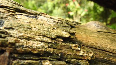 Taze kesilmiş ağaç kütükleri. Yakacak odunun resimli bir bileşimi. Bitkilerle çevrili kırık bir bagajın içinde ve arka planda bir orman var. Almanya 'nın Harz dağlarında tahta keresteler istiflenmiş. Ormanlı ahşap kütükler.