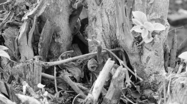 Taze kesilmiş ağaç kütükleri. Yakacak odunun resimli bir bileşimi. Bitkilerle çevrili kırık bir bagajın içinde ve arka planda bir orman var. Almanya 'nın Harz dağlarında tahta keresteler istiflenmiş. Ormanlı ahşap kütükler.