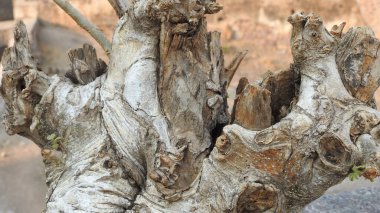 Taze kesilmiş ağaç kütükleri. Yakacak odunun resimli bir bileşimi. Bitkilerle çevrili kırık bir bagajın içinde ve arka planda bir orman var. Almanya 'nın Harz dağlarında tahta keresteler istiflenmiş. Ormanlı ahşap kütükler.