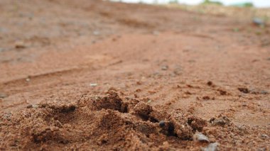 Taze kesilmiş ağaç kütükleri. Yakacak odunun resimli bir bileşimi. Bitkilerle çevrili kırık bir bagajın içinde ve arka planda bir orman var. Almanya 'nın Harz dağlarında tahta keresteler istiflenmiş. Ormanlı ahşap kütükler.