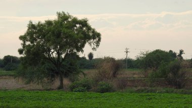 Taze kesilmiş ağaç kütükleri. Yakacak odunun resimli bir bileşimi. Bitkilerle çevrili kırık bir bagajın içinde ve arka planda bir orman var. Almanya 'nın Harz dağlarında tahta keresteler istiflenmiş. Ormanlı ahşap kütükler.