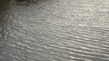 Taze kesilmiş ağaç kütükleri. Yakacak odunun resimli bir bileşimi. Bitkilerle çevrili kırık bir bagajın içinde ve arka planda bir orman var. Almanya 'nın Harz dağlarında tahta keresteler istiflenmiş. Ormanlı ahşap kütükler.
