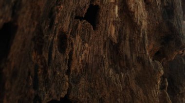 Taze kesilmiş ağaç kütükleri. Yakacak odunun resimli bir bileşimi. Bitkilerle çevrili kırık bir bagajın içinde ve arka planda bir orman var. Almanya 'nın Harz dağlarında tahta keresteler istiflenmiş. Ormanlı ahşap kütükler.