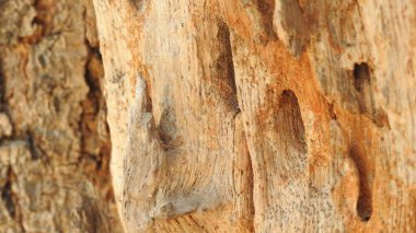 Taze kesilmiş ağaç kütükleri. Yakacak odunun resimli bir bileşimi. Bitkilerle çevrili kırık bir bagajın içinde ve arka planda bir orman var. Almanya 'nın Harz dağlarında tahta keresteler istiflenmiş. Ormanlı ahşap kütükler.