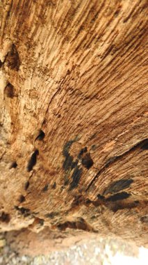 Taze kesilmiş ağaç kütükleri. Yakacak odunun resimli bir bileşimi. Bitkilerle çevrili kırık bir bagajın içinde ve arka planda bir orman var. Almanya 'nın Harz dağlarında tahta keresteler istiflenmiş. Ormanlı ahşap kütükler.