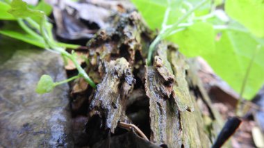 Taze kesilmiş ağaç kütükleri. Yakacak odunun resimli bir bileşimi. Bitkilerle çevrili kırık bir bagajın içinde ve arka planda bir orman var. Almanya 'nın Harz dağlarında tahta keresteler istiflenmiş. Ormanlı ahşap kütükler.