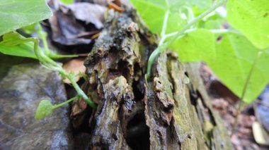 Taze kesilmiş ağaç kütükleri. Yakacak odunun resimli bir bileşimi. Bitkilerle çevrili kırık bir bagajın içinde ve arka planda bir orman var. Almanya 'nın Harz dağlarında tahta keresteler istiflenmiş. Ormanlı ahşap kütükler.