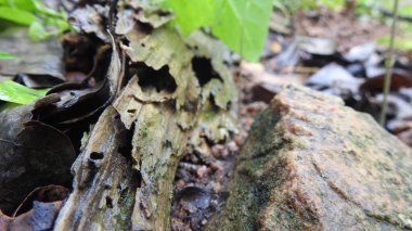 Taze kesilmiş ağaç kütükleri. Yakacak odunun resimli bir bileşimi. Bitkilerle çevrili kırık bir bagajın içinde ve arka planda bir orman var. Almanya 'nın Harz dağlarında tahta keresteler istiflenmiş. Ormanlı ahşap kütükler.