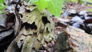 Taze kesilmiş ağaç kütükleri. Yakacak odunun resimli bir bileşimi. Bitkilerle çevrili kırık bir bagajın içinde ve arka planda bir orman var. Almanya 'nın Harz dağlarında tahta keresteler istiflenmiş. Ormanlı ahşap kütükler.