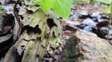Taze kesilmiş ağaç kütükleri. Yakacak odunun resimli bir bileşimi. Bitkilerle çevrili kırık bir bagajın içinde ve arka planda bir orman var. Almanya 'nın Harz dağlarında tahta keresteler istiflenmiş. Ormanlı ahşap kütükler.